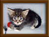 4 Week Old Maine Coon Kittens