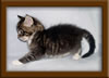 4 Week Old Maine Coon Kittens