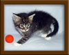 4 Week Old Maine Coon Kittens