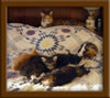 5 Week old Maine Coon Kittens