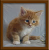 5 Week old Maine Coon Kittens