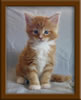5 Week old Maine Coon Kittens