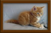 5 Week old Maine Coon Kittens