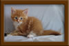 5 Week old Maine Coon Kittens