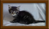 5 Week old Maine Coon Kittens