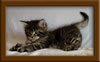 5 Week old Maine Coon Kittens