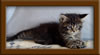 5 Week old Maine Coon Kittens