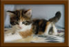 5 Week old Maine Coon Kittens