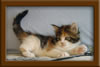 5 Week old Maine Coon Kittens