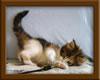 5 Week old Maine Coon Kittens