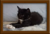 5 Week old Maine Coon Kittens