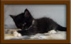 5 Week old Maine Coon Kittens