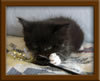 5 Week old Maine Coon Kittens