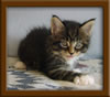 5 Week old Maine Coon Kittens