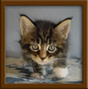 5 Week old Maine Coon Kittens