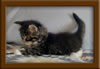 5 Week old Maine Coon Kittens
