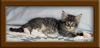 5 Week old Maine Coon Kittens