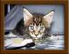 5 Week old Maine Coon Kittens