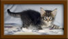 5 Week old Maine Coon Kittens5 Week old Maine Coon Kittens