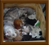 6 Week Old Maine Coon Kitten