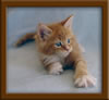 6 Week Old Maine Coon Kitten