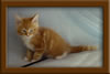 6 Week Old Maine Coon Kitten