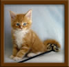 6 Week Old Maine Coon Kitten