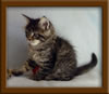 6 Week Old Maine Coon Kitten