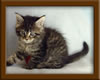 6 Week Old Maine Coon Kitten