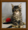 6 Week Old Maine Coon Kitten