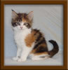 6 Week Old Maine Coon Kitten