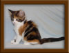 6 Week Old Maine Coon Kitten
