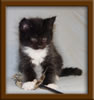 6 Week Old Maine Coon Kitten