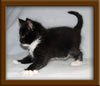 6 Week Old Maine Coon Kitten