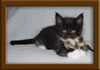 6 Week Old Maine Coon Kitten