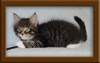6 Week Old Maine Coon Kitten