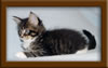 6 Week Old Maine Coon Kitten
