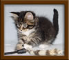 6 Week Old Maine Coon Kitten6 Week Old Maine Coon Kitten6 Week Old Maine Coon Kitten6 Week Old Maine Coon Kitten