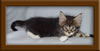 6 Week Old Maine Coon Kitten