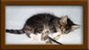 6 Week Old Maine Coon Kitten