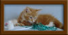 7 Week Old Maine Coon Kitten