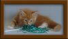 7 Week Old Maine Coon Kitten