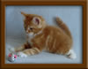 7 Week Old Maine Coon Kitten