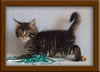 7 Week Old Maine Coon Kitten