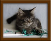 7 Week Old Maine Coon Kitten