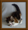 7 Week Old Maine Coon Kitten