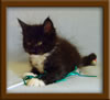 7 Week Old Maine Coon Kitten
