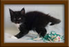7 Week Old Maine Coon Kitten
