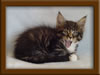 7 Week Old Maine Coon Kitten