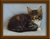7 Week Old Maine Coon Kitten